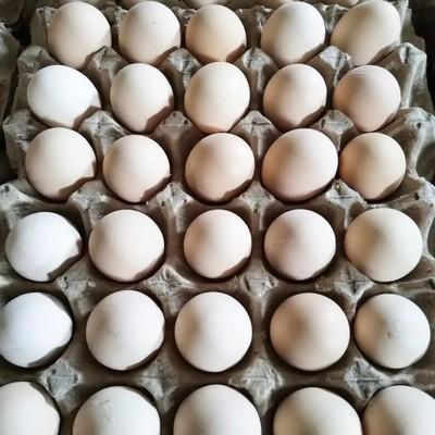 农村新疆鸡蛋新鲜批发 农产品食用供应 商家直供量大从优